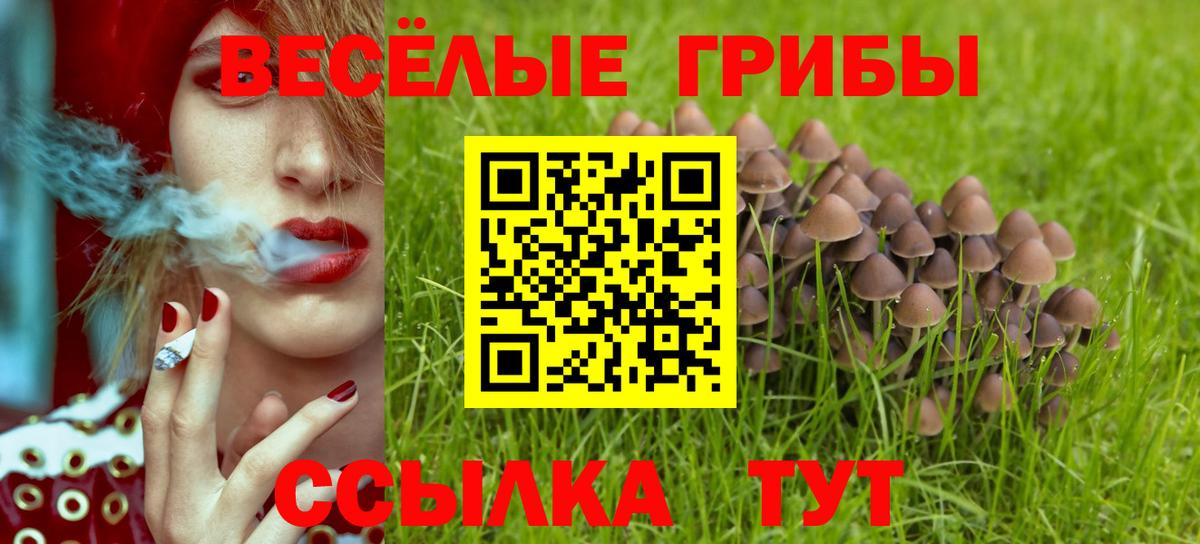 Курчалой  Галлюциногенные грибы Psilocybine cubensis  Вход с VPN 